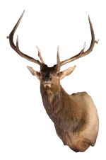 Taxidermy Mount
