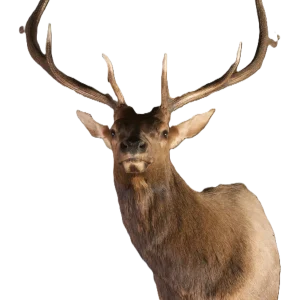 Taxidermy Mount
