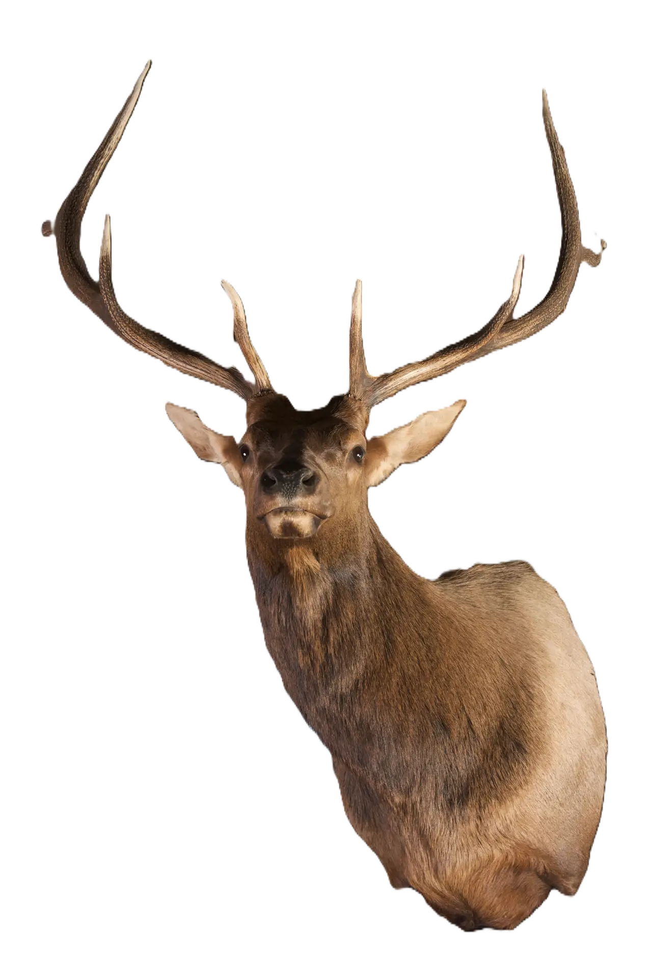 Taxidermy Mount